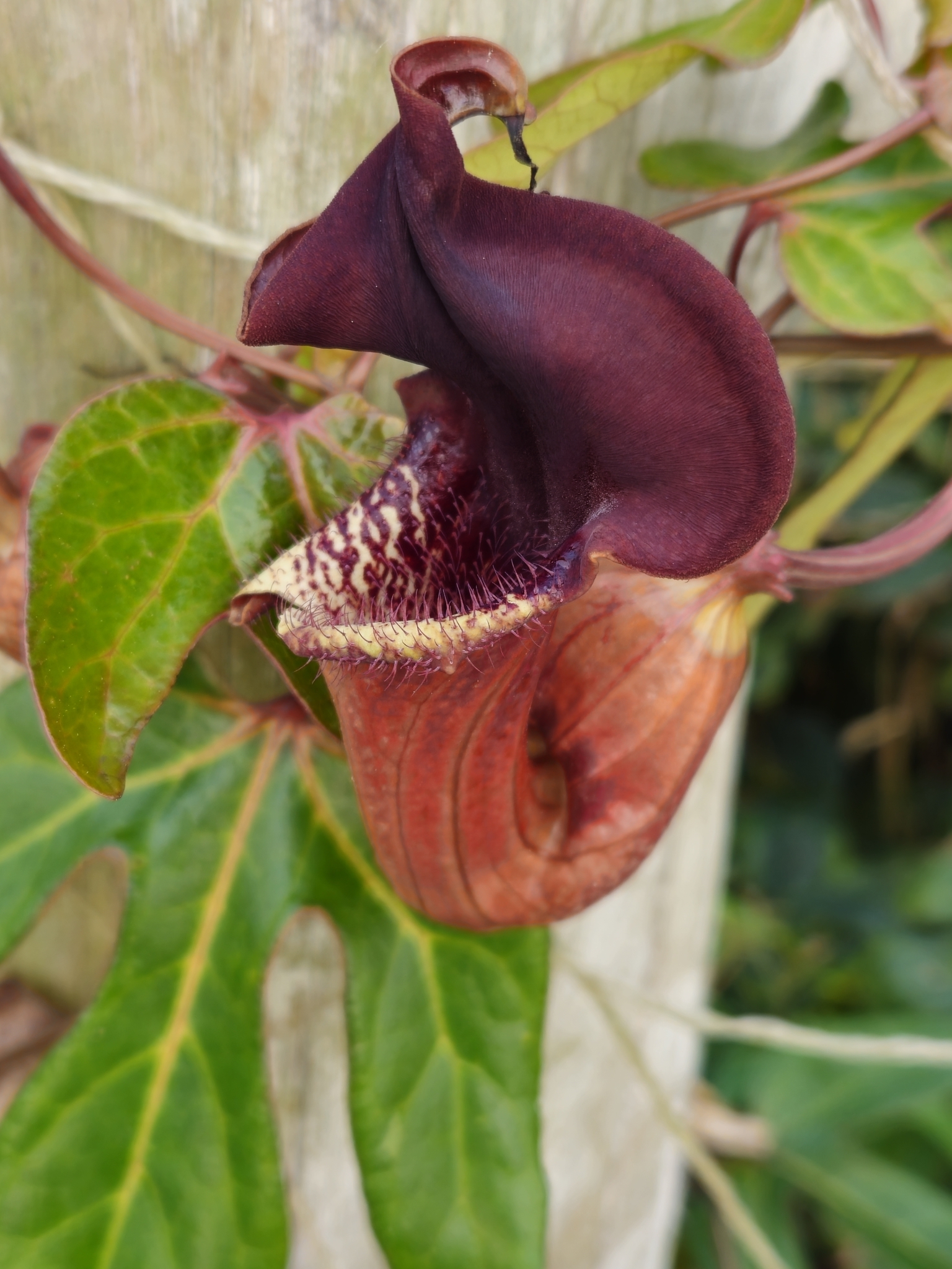 Aristolochia trilobata