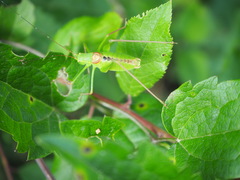 Leptophyes laticauda