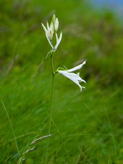 Paradisea liliastrum