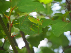Leptophyes laticauda