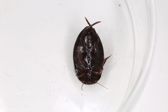 Ilybius quadriguttatus