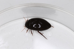 Ilybius quadriguttatus