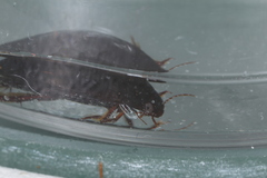 Ilybius quadriguttatus