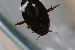 Ilybius quadriguttatus