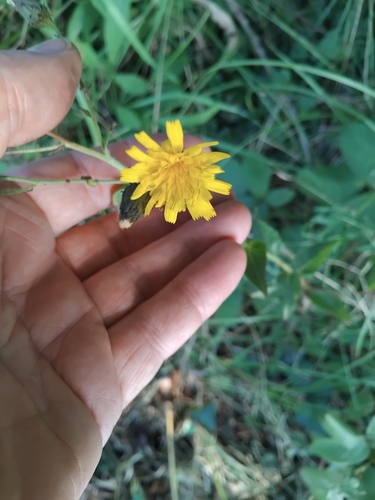 Image of Hieracium sabaudum by (c) Owen and Carol Fawcett., some rights reserved (CC BY)