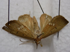 Hypsoropha hormos