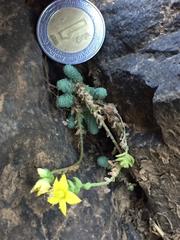 Sedum greggii