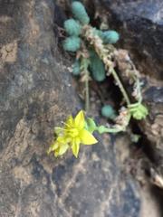 Sedum greggii