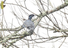 Gymnoderus foetidus