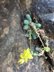 Sedum greggii
