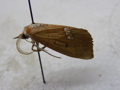 Hypsoropha hormos