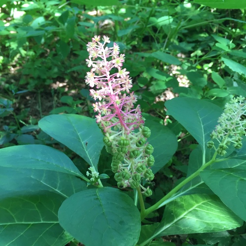 Phytolacca acinosa iNat (1)