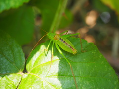 Leptophyes laticauda