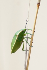 Chlorochroa persimilis