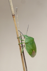 Chlorochroa persimilis