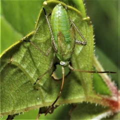 Adelphocoris lineolatus