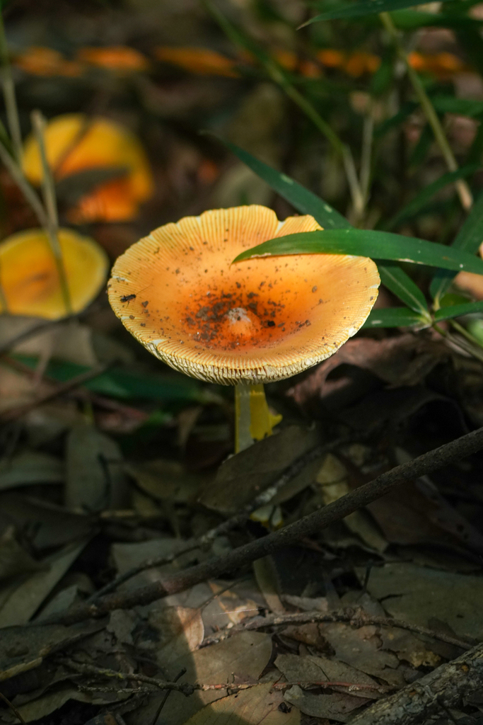 Amanita caesareoides · September 2024 · photo: © tbc_watanabe (iNaturalist, cc-by)