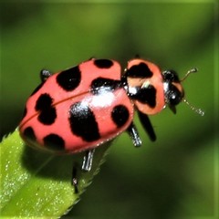 Coleomegilla maculata lengi