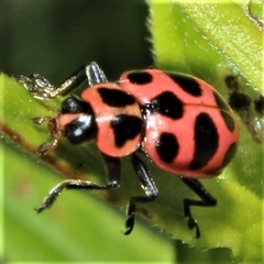 Coleomegilla maculata lengi