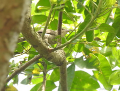 Campylorhynchus turdinus