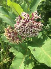 Asclepias syriaca