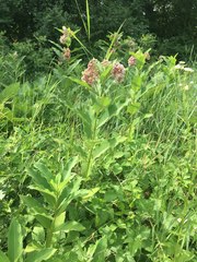Asclepias syriaca
