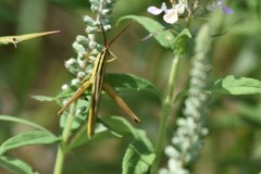 Mermiria intertexta