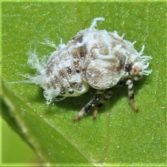 Flatormenis proxima