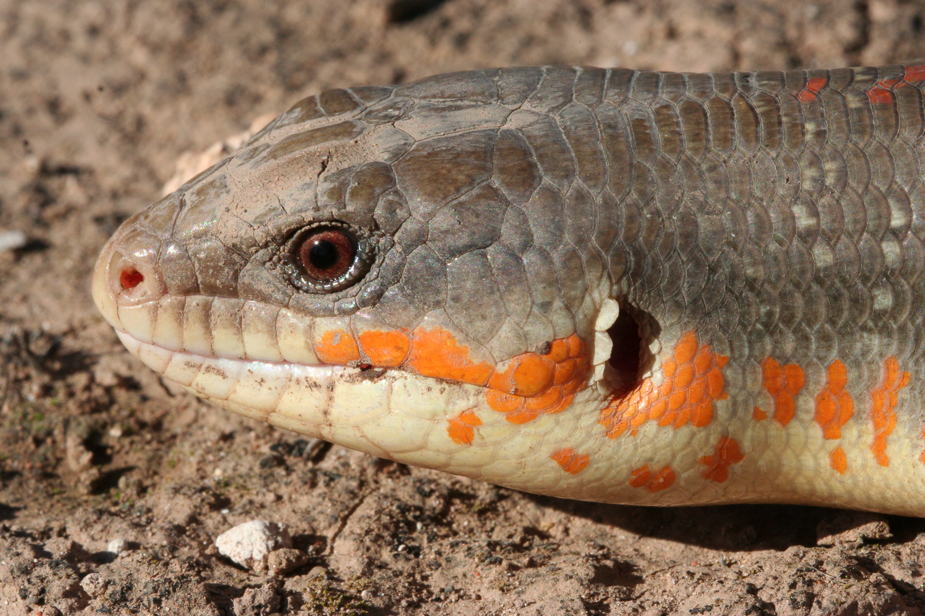 アルジェリアトカゲ (Eumeces algeriensis) · iNaturalist