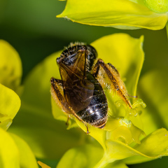 Andrena integra
