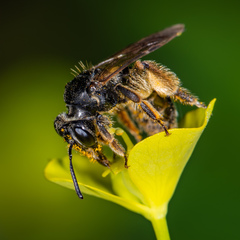 Andrena integra