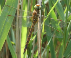 Aeshna isoceles
