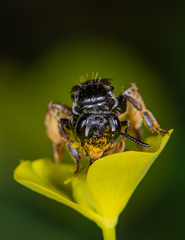 Andrena integra