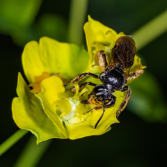 Andrena integra