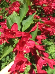 Weigela