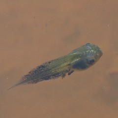 Hyla arborea