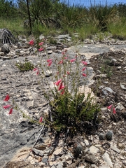 Penstemon baccharifolius