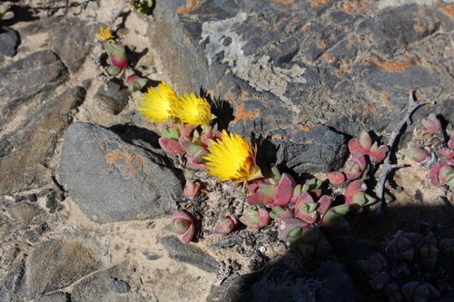 Image of Cheiridopsis rostrata by no rights reserved