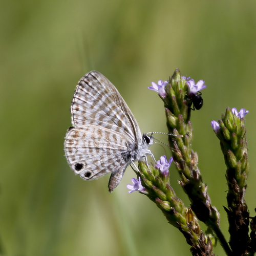 Marine Blue photo 3