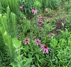Echinacea pallida
