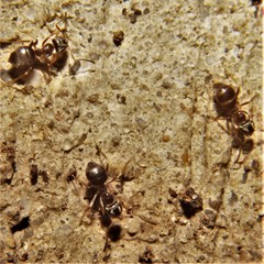 Lasius neoniger