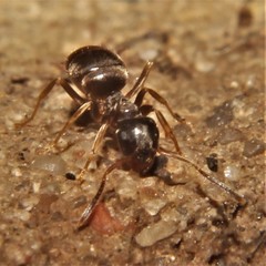 Lasius neoniger
