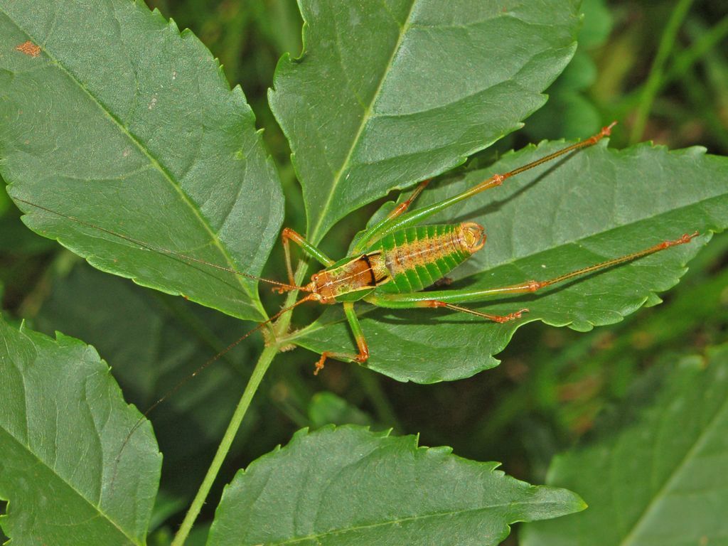 Italian Ornate Bush-cricket