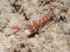 Blue-Barred Dwarfgoby photo 4