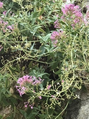 Centranthus ruber