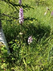 Dactylorhiza maculata