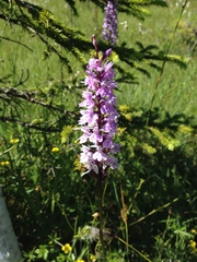 Dactylorhiza maculata