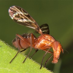 Tritoxa incurva