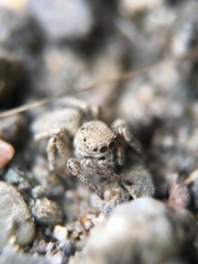 Habronattus pyrrithrix