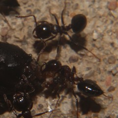 Crematogaster cerasi